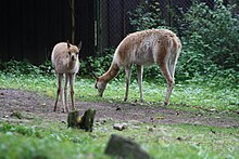 Family of Vicugna vicugna in Liberec ZOO in Liberec, Liberec District.jpg