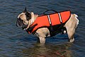 Französische Bulldogge in passender Rettungsweste