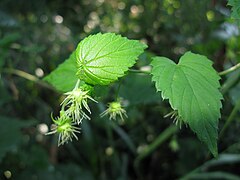 Humulus lupulus var. cordifolius.