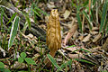 Morchella costata