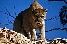 Cougar (Puma concolor)