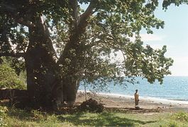 un des baobabs de la plage