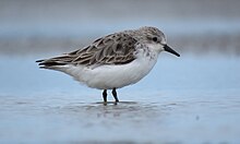 Red-Necked Stint (Calidris ruficollis) at mudflat near the southern tip of Kaitorete Spit. This small wading bird is a regular summer migrant to New Zealand, and can regularly be seen on Lake Ellesmere's mudflats.