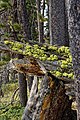 Muschi e licheni su un tronco presso il lago Riddle