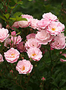 'Yorokobi' Polyantha-Rose 1955