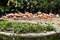 Kuba-Flamingos (Phoenicopterus ruber)