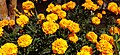 Tagetes sp.