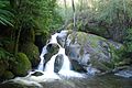 Yarra Ranges National Park, near Marysville