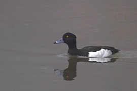 Adult male, Sikkim, India