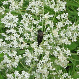 Paprastasis dygliavabalis (Variimorda villosa)