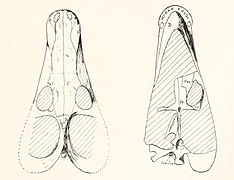 Skull of Alopecognathus minor by Sydney H. Haughton, 1918.