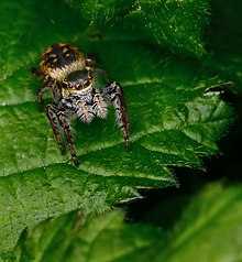 Araignée sauteuse