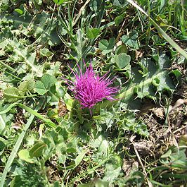 Aarddistel