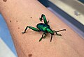 Frog-legged beetle