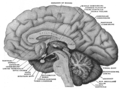 Faccia mediale di un encefalo sezionato lungo il piano sagittale mediano.