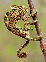 Indian Chameleon ( Chamaeleo zeylanicus )