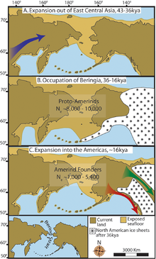 "Tres mapes d'Amèrica prehistòrica. (A) Després de l'expansió gradual de la població dels ancestres amerindis del seu patrimoni genètic s l'Est de l'Àsia central (fletxa blava). (B) Ocupació proto-ameríndia de Beringia amb poc o nul creixement de la població durant ≈20.000 anys. (C) Colonització ràpida del Nou Món per un grup fundador migrant cap al sud a través del passadís interior lliure de gel entre el Laurentide riental i les serralades de gel occidentals (fletxa verda) i/o al llarg de la costa del Pacífic (fletxa vermella). En (B), el fons del mar exposat es mostra en la seva màxima extensió durant l'últim màxim glacial a ≈20-18 kya [25]. En (A) i (C), el fons del mar exposada es representa a ≈ 40 kya i ≈ 16 kya, quan els nivells del mar prehistòrics eren comparables. Una versió reduïda de l'actual Beríngia (reducció del 60% d'A- C) es presenta a la cantonada inferior esquerra. Aquest mapa més petit destaca l'estret de Bering que ha separat geogràficament del Nou Món d'Àsia."