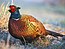 Common Pheasant