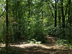 Wald bei Hasenkamp