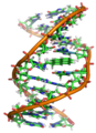 Benzopyrene DNA adduct 1JDG.png