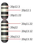 20號染色體