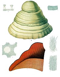 Polyporus fomentarius Fries