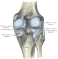 Capsule of right knee-joint (distended), posterior aspect