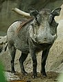 a warthog