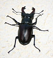 Lucanus cervus Maschio