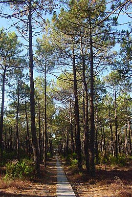 ზუღაპიჯური ფიჭვი (Pinus pinaster)