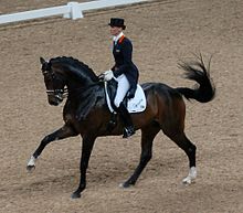 Hanovrien bai foncé vu de profil monté par une femme en tenue de concours de dressage