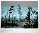 saure Landschaft, Siebdruck (19 Farben), 1983 (mit Zitat von Siegfried von Vegesack: Wenn deine Seele krank ist, dann verbirg dich wie ein verwundetes Tier in den Wäldern, sie werden Dich heilen)