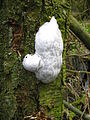 Enteridium lycoperdon