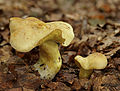 Gemeiner Schwefel-Ritterling (Tricholoma sulphureum)