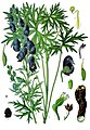 Aconitum ferox Wall. ex Ser.