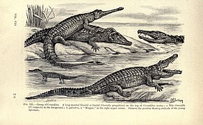 Encyclopedia of Life Images- Amphibiens et reptiles p. 449.