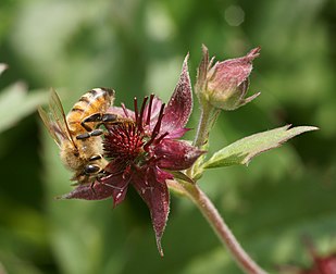 Abeille européenne (Apis mellifera) sur une potentille des marais (Potentilla palustris). (définition réelle 2 544 × 2 076)