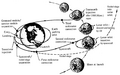 Descrizione delle fasi della missione Apollo 11