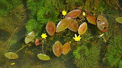 Cabomba aquatica com dimorfismo foliar (as folhas emersas peltadas, as submersas palmatissectas).