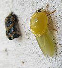 Un espécime de Harmonia axyridis en Suráfrica, acaba de saír da pupa. As súas manchas brancas desenvólvense a medida que se endurece o exoesqueleto.