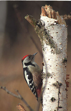 Vidējais dzenis (Dendrocoptes medius)