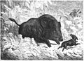 Die Gartenlaube (1858) b 077.jpg Das Wildschwein (Guido Hammer) (S)