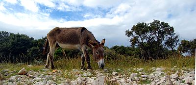 Slika:Donkey 04.jpg