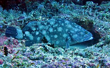 Un mérou à points blancs (en) (Epinephelus coeruleopunctatus).