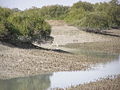 Forêts de mangrove