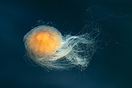 Lion's mane jellyfish in Gullmarn fjord at Sämstad 3