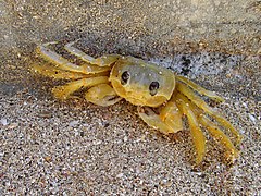 Ocypode quadrata, Crabe fantôme atlantique