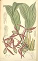 Orchidantha maxillarioides, Lowiaceae