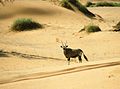 Oriks antilopa je najveći papkar Namiba