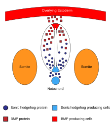 morphogens that pattern the dorsoventral axes of the neural tube